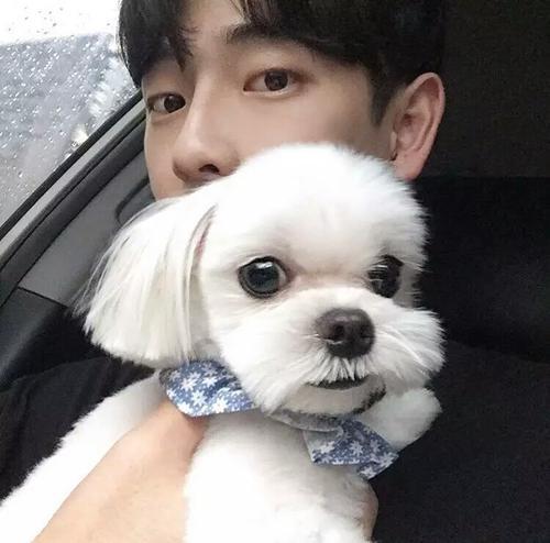 白毛犬名字大全,呆萌可爱的宠物狗