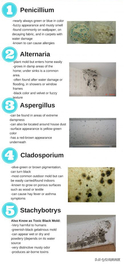 墙上顽固的霉菌怎么处理,怎么清除霉菌生活小妙招