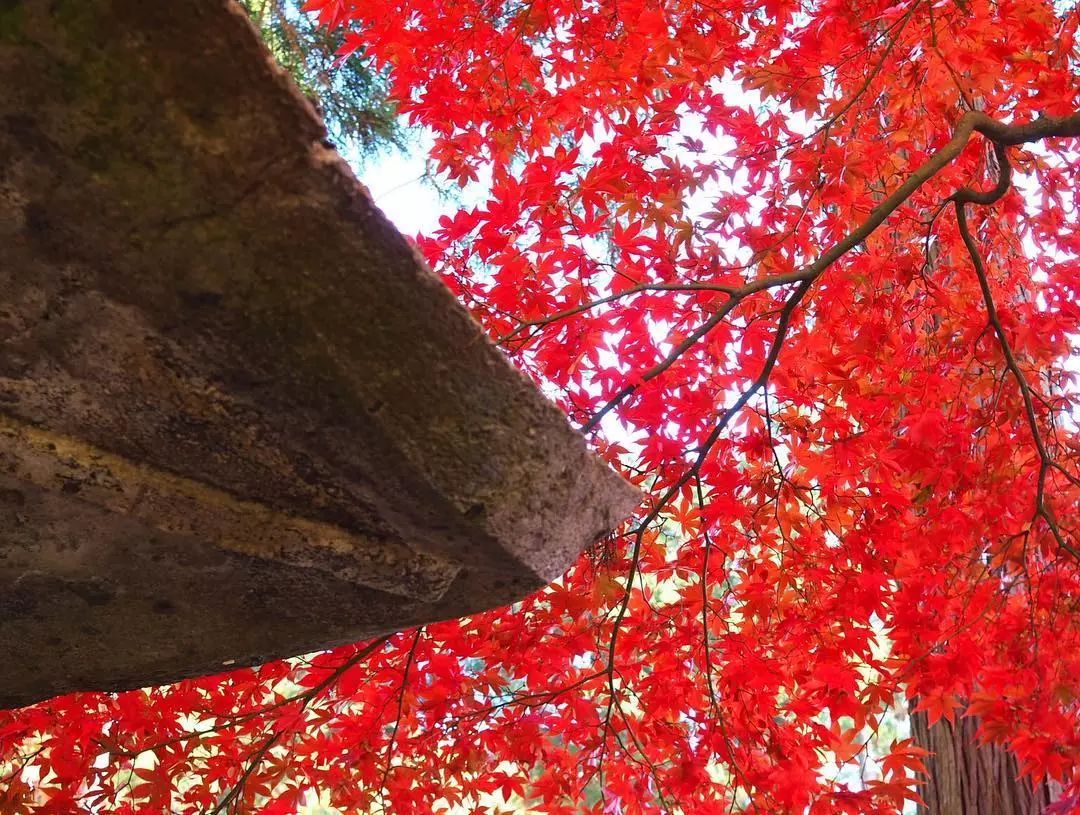 停车坐爱枫林晚风景,停车坐爱枫林晚季节