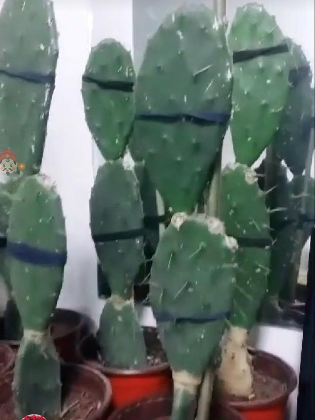 仙人掌又长又薄,仙人掌盆栽怎么养长得快