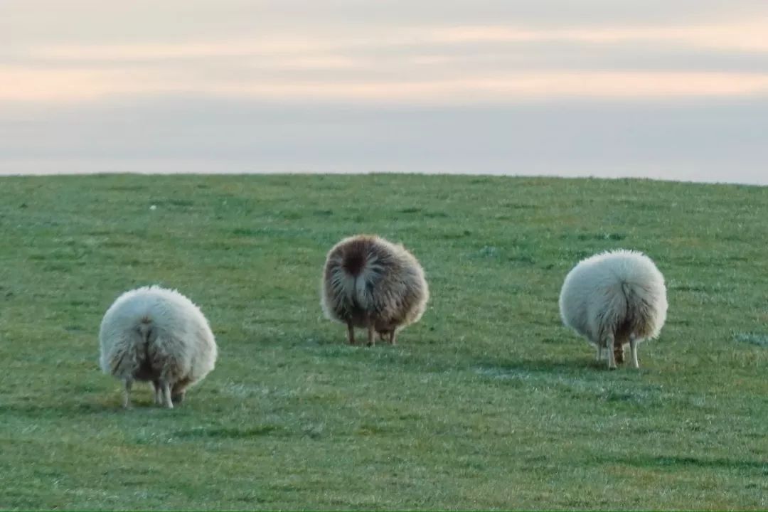 冰岛自驾追寻刺激与极光之旅,冰岛之旅突生波折