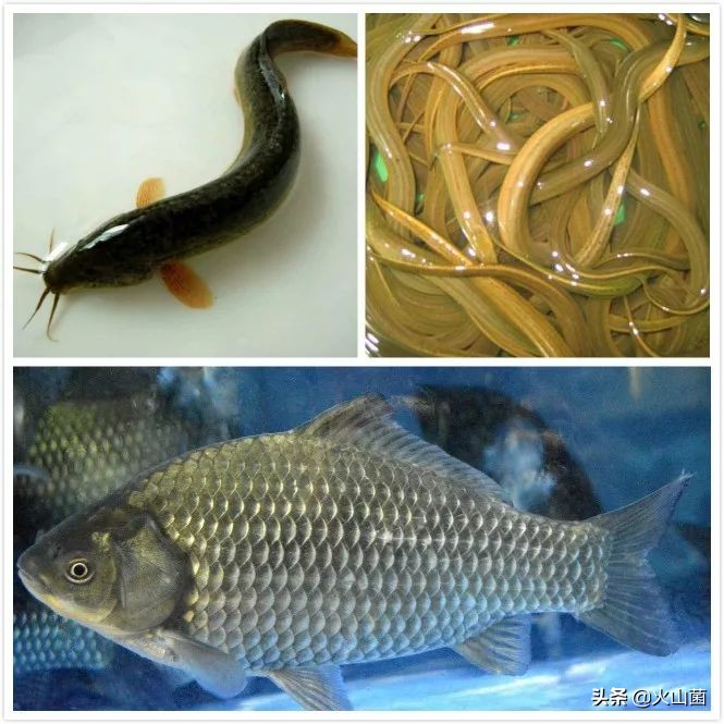 逃离高温“熔炉”，南方的夏天就该玩雪