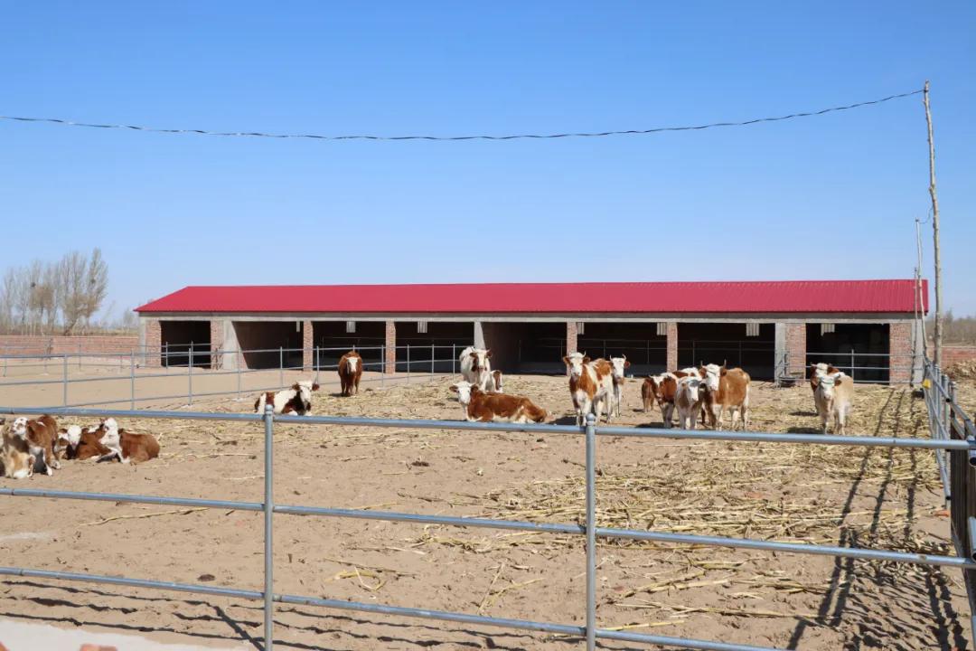 【同心奔小康】小八仙筒村：牛人·牛事·牛日子