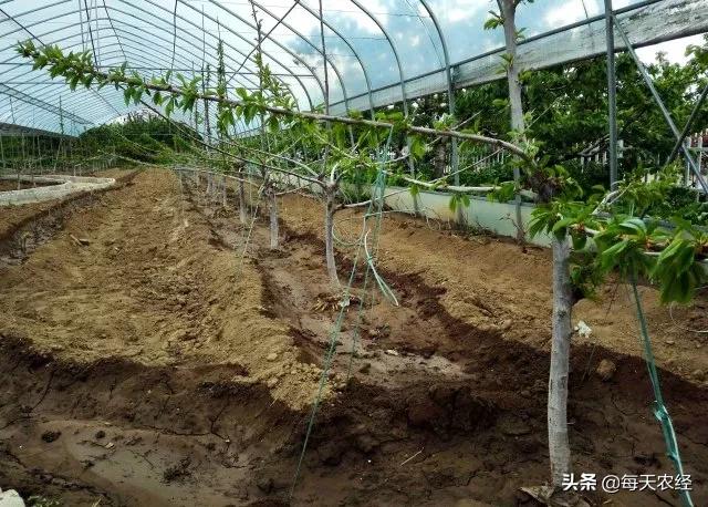 樱桃小柿子温室大棚高产栽培技术,温室大棚一根棍樱桃栽培模式