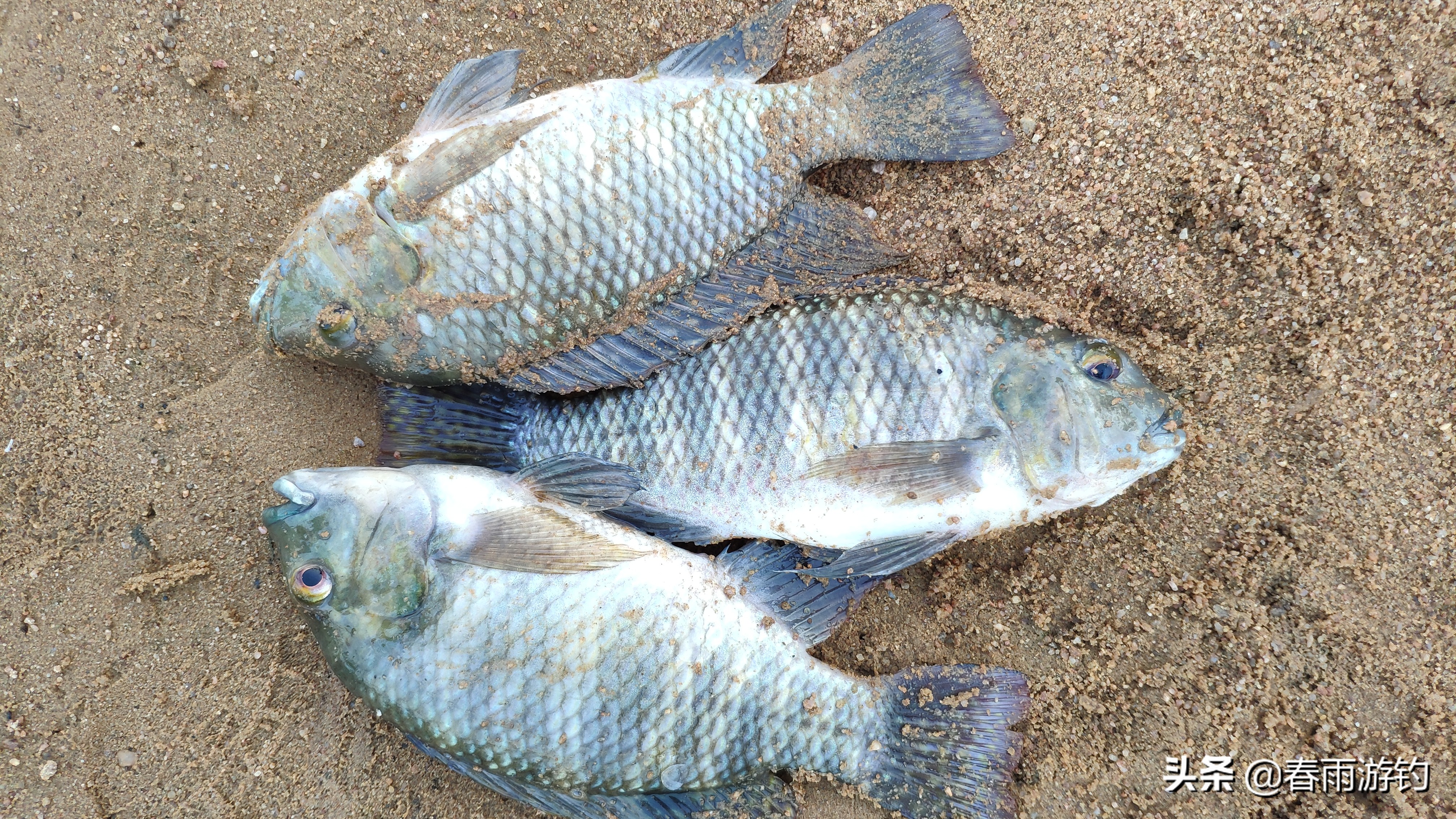 邕江小罗非闹窝,北海清水江钓罗非