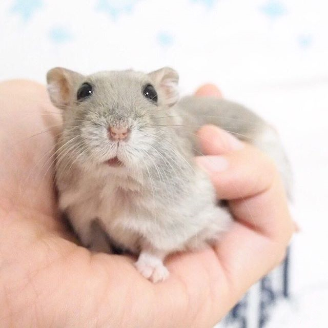 仓鼠躺手可爱,仓鼠躺手是好事吗