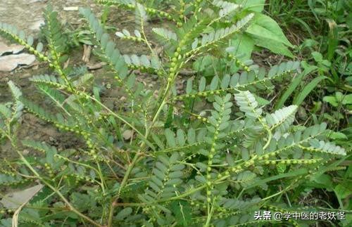 珍珠草的食用方法,珍珠草搭配什么中药治疗肝炎