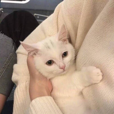 女生爱养猫喜欢独立是哪个星座,大部分女生都喜欢养猫吗