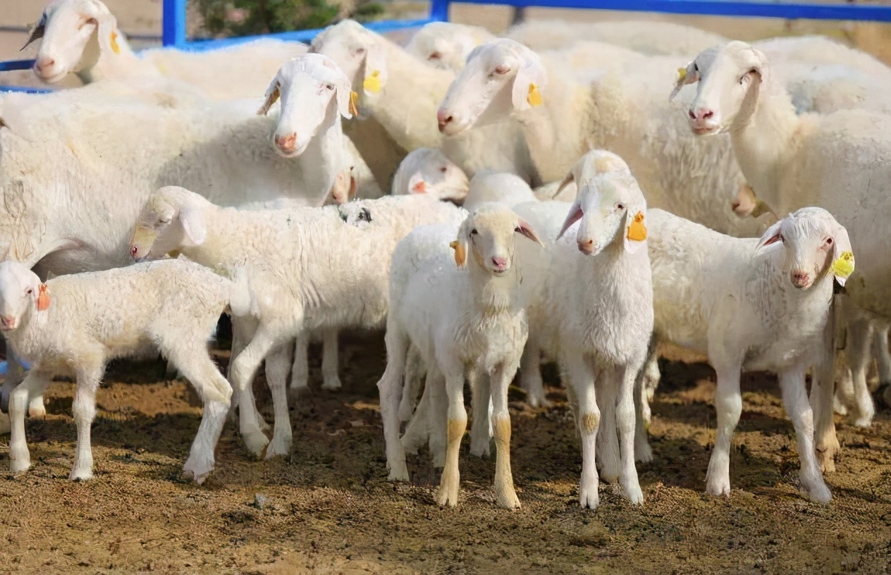 太湖之畔的历史名城,饱含了江南百姓对羊肉风味的执念