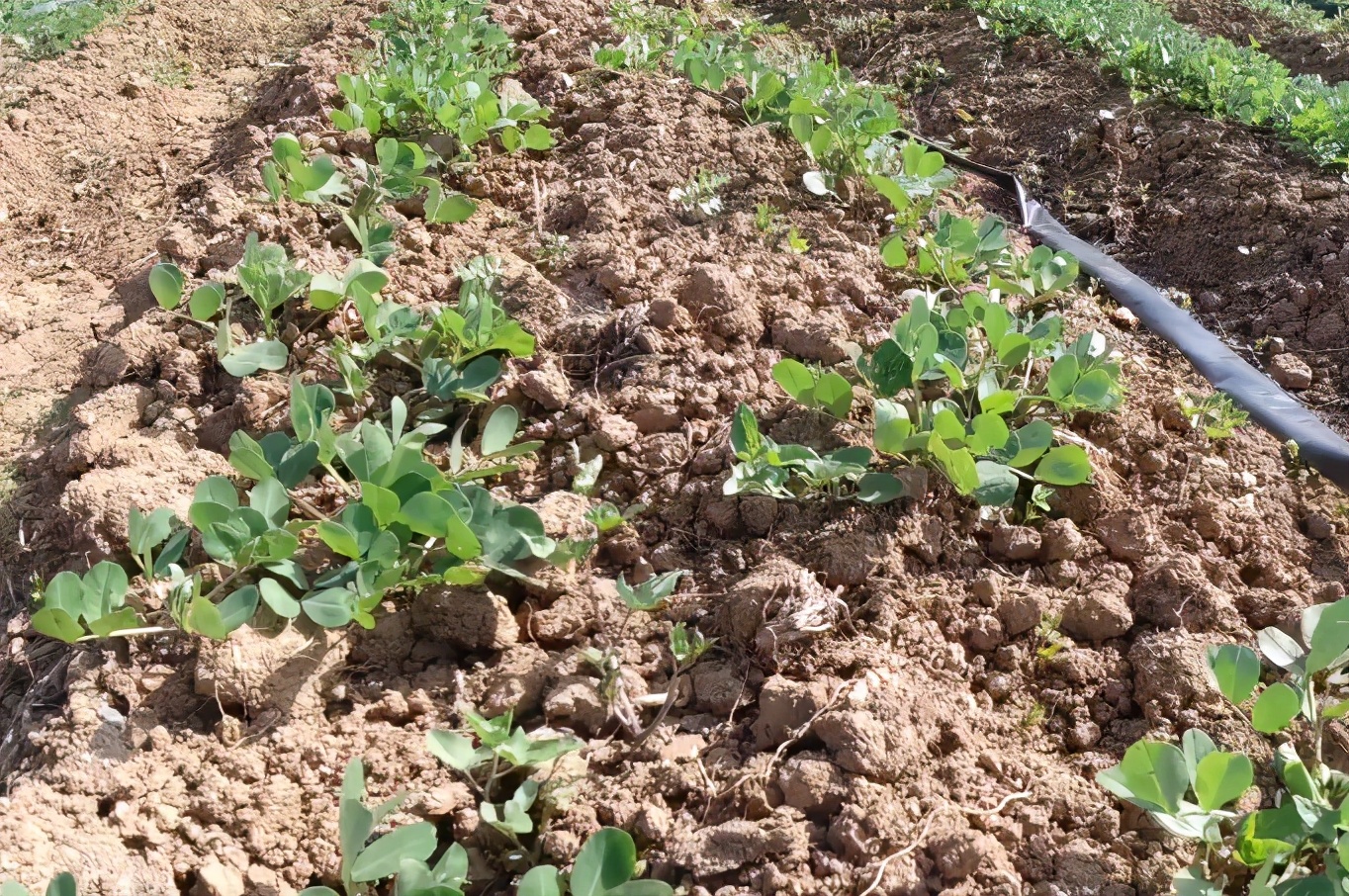 花生怎样种植才能高产的技巧,花生春播高产还是夏播高产