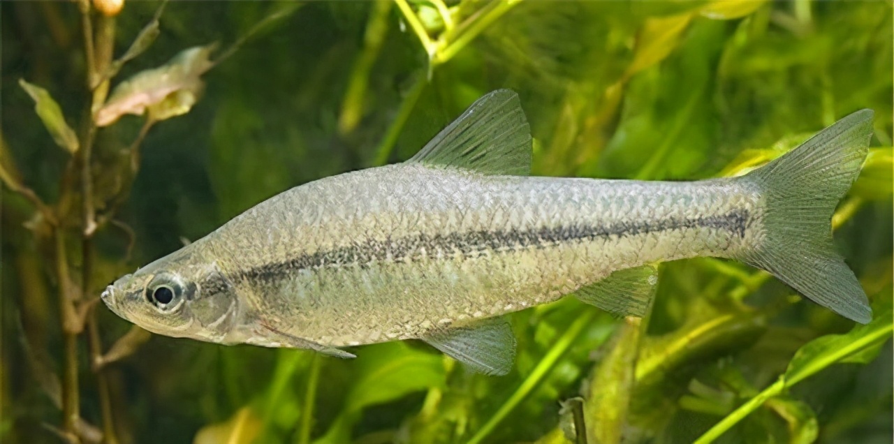 欧洲鲫鱼泛滥成灾,麦穗鱼在欧美泛滥成灾的原因