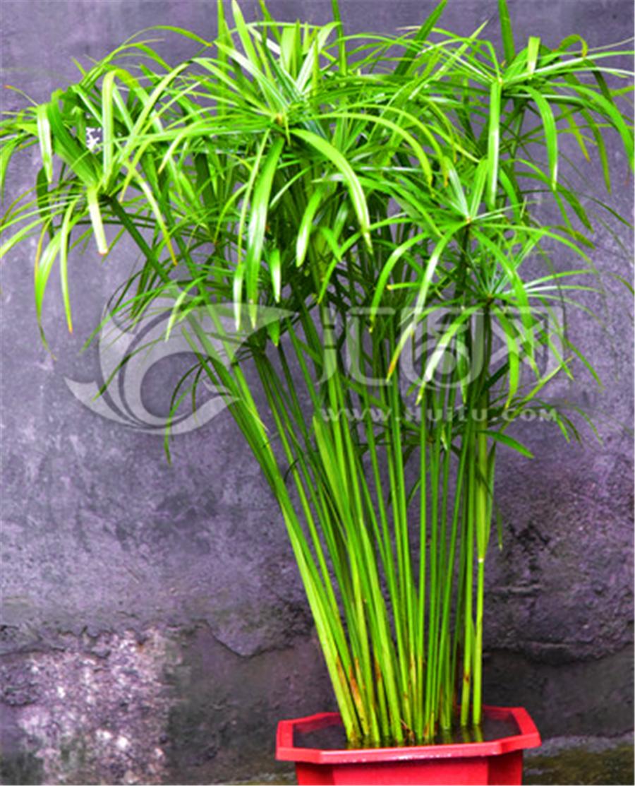 水竹黄叶干剪了底部根要一起剪吗,水竹黄叶剪根是剪叶还是剪茎