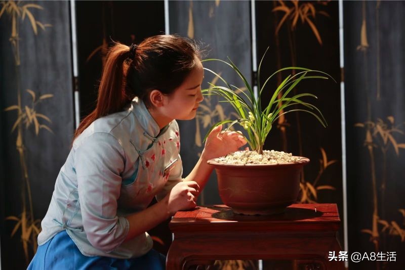 每日一品,蕙兰潘绿梅和庆华区别