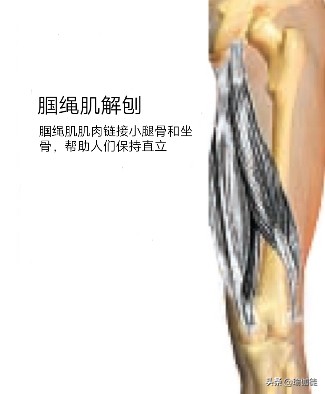 大腿后肌群拉伤可以做什么训练,大腿后肌群拉伤可以按摩吗