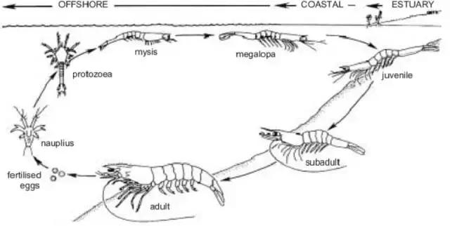 斑节虾是淡水养殖还是海水养殖,微正斑节虾养殖