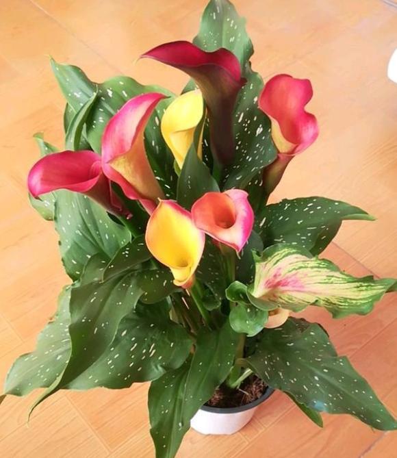 马蹄莲盆栽大量黄叶怎么处理,马蹄莲黄叶放点什么维生素好