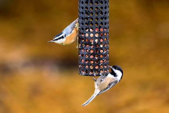 看鸟类视频,各种鸟类过冬姿态