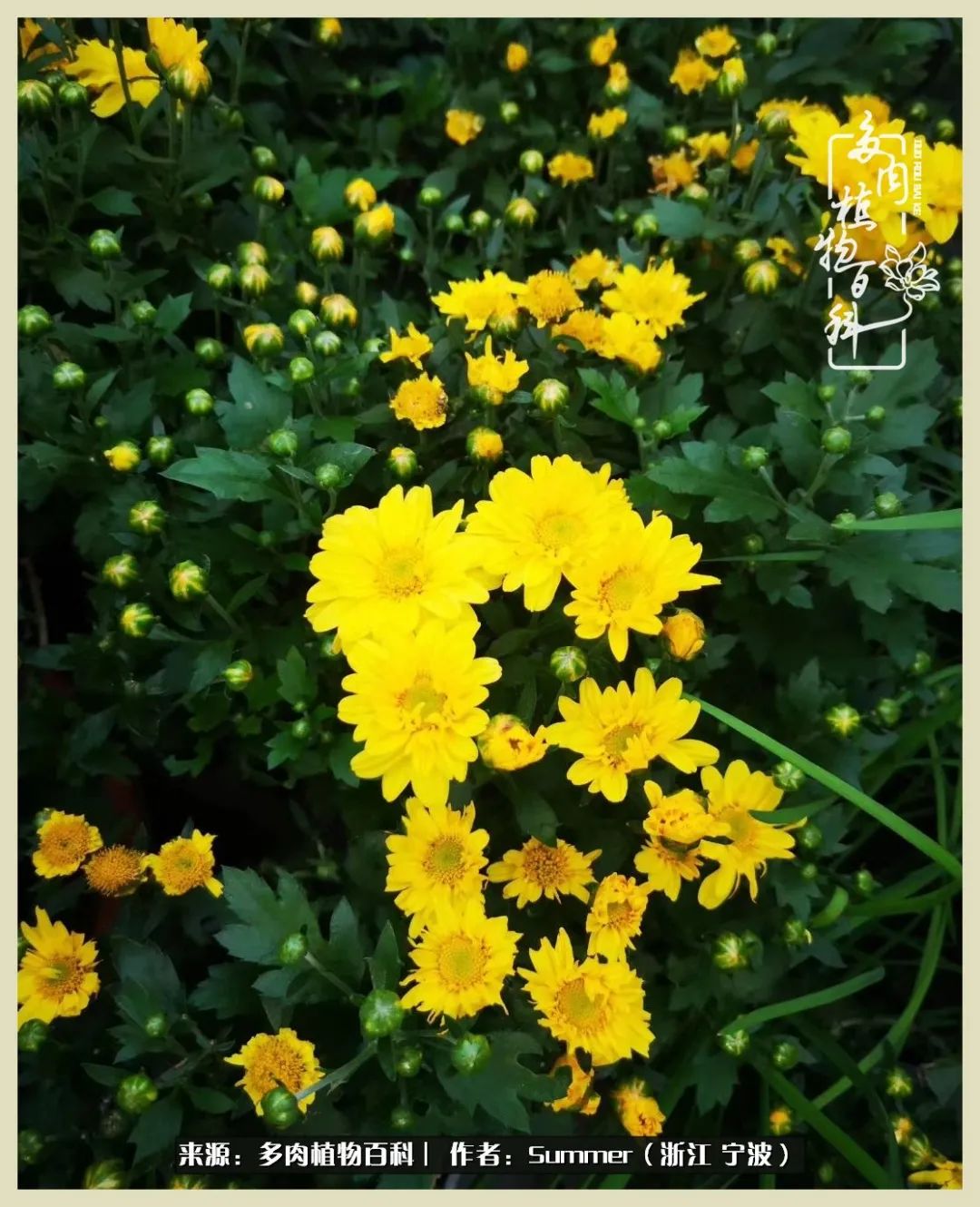 多肉小白新手入门,多肉新手上路请多指教