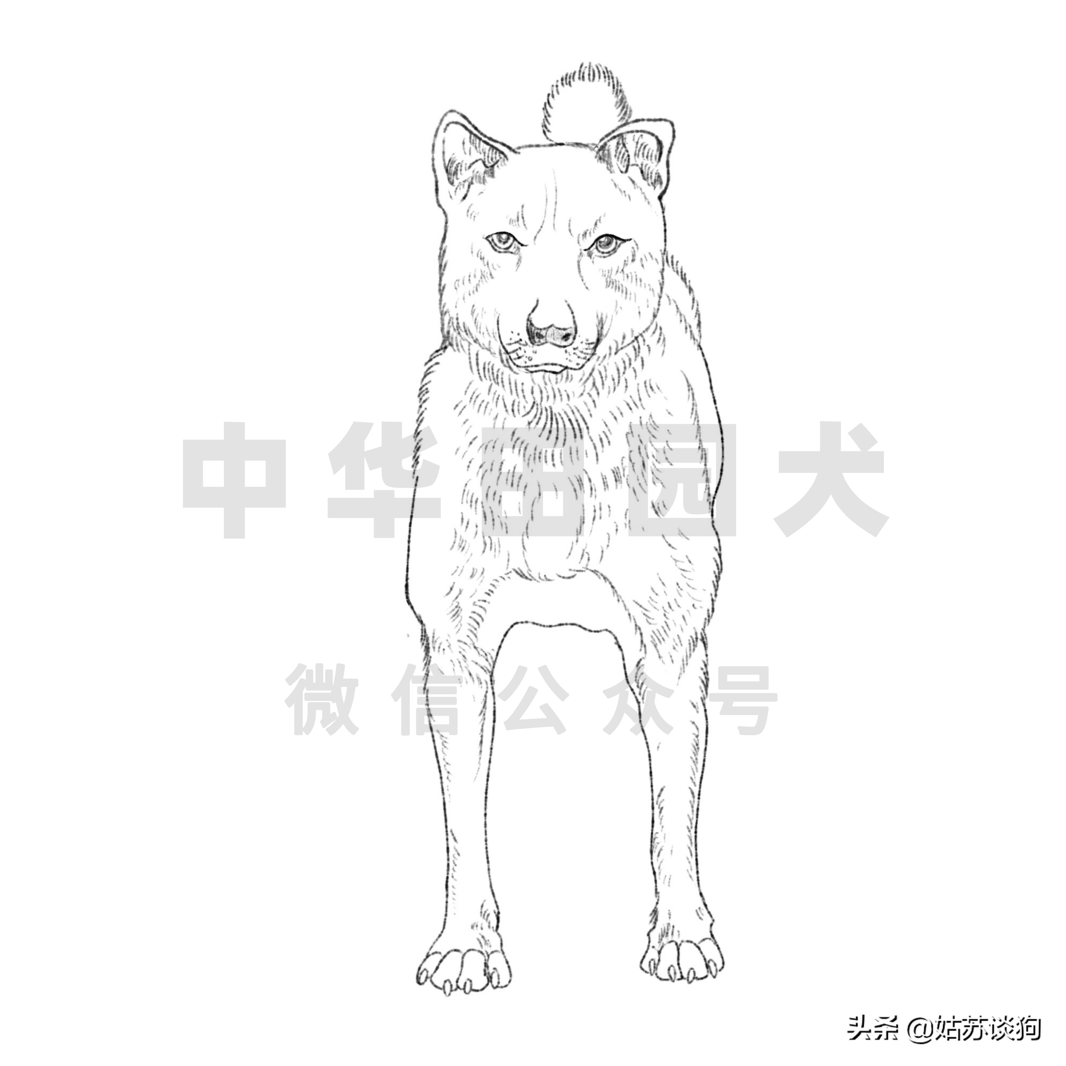 中华田园犬土狗品种图片,中华田园犬广西土狗