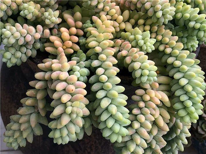 什么多肉夏天也可以继续生长,教你十大多肉养护技巧