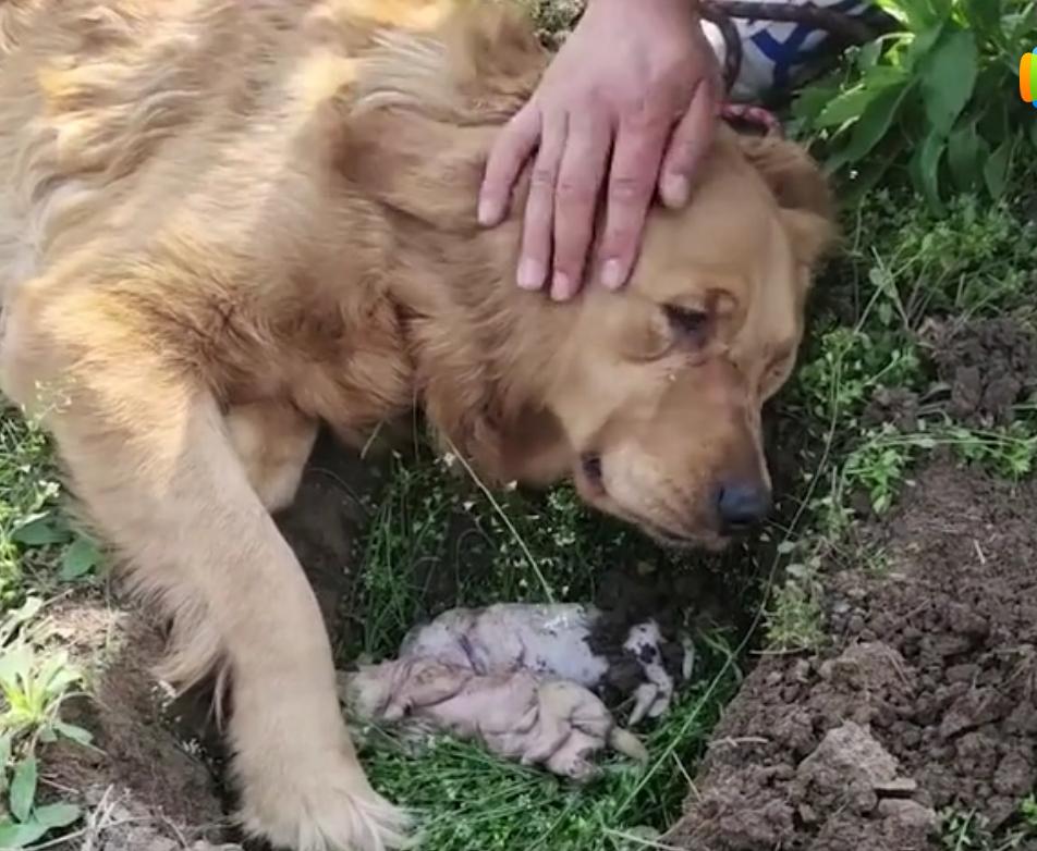 金毛生小狗难产,金毛幼犬细小死了