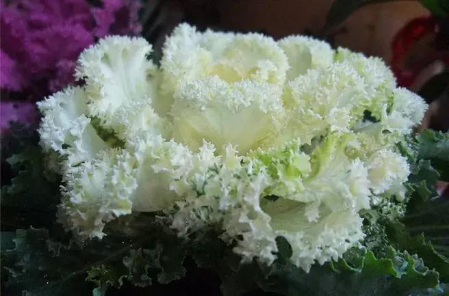 绿色像菜一样的花,像菜一样的花