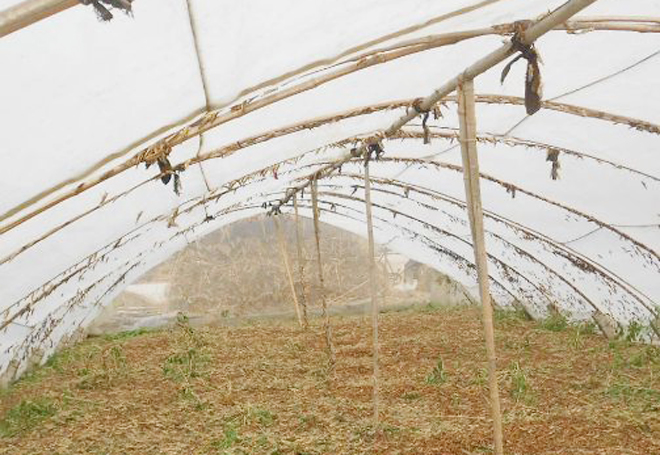 农村闲置大棚增多，种植大棚的前景不被看好，真的不行了吗？