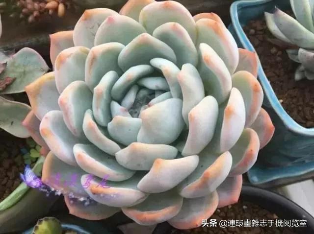 365种多肉图谱大全,365种鲜花图册大全