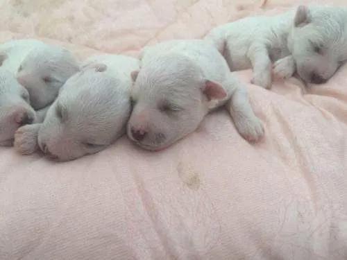 肚子里密密麻麻全是狗！狗妈妈19小时生20只狗崽，医生轮番上阵