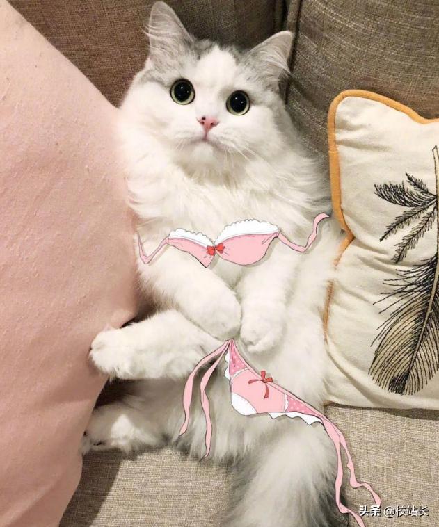 治愈系猫咪图片蓝猫,猫咪分享一组治愈系猫咪