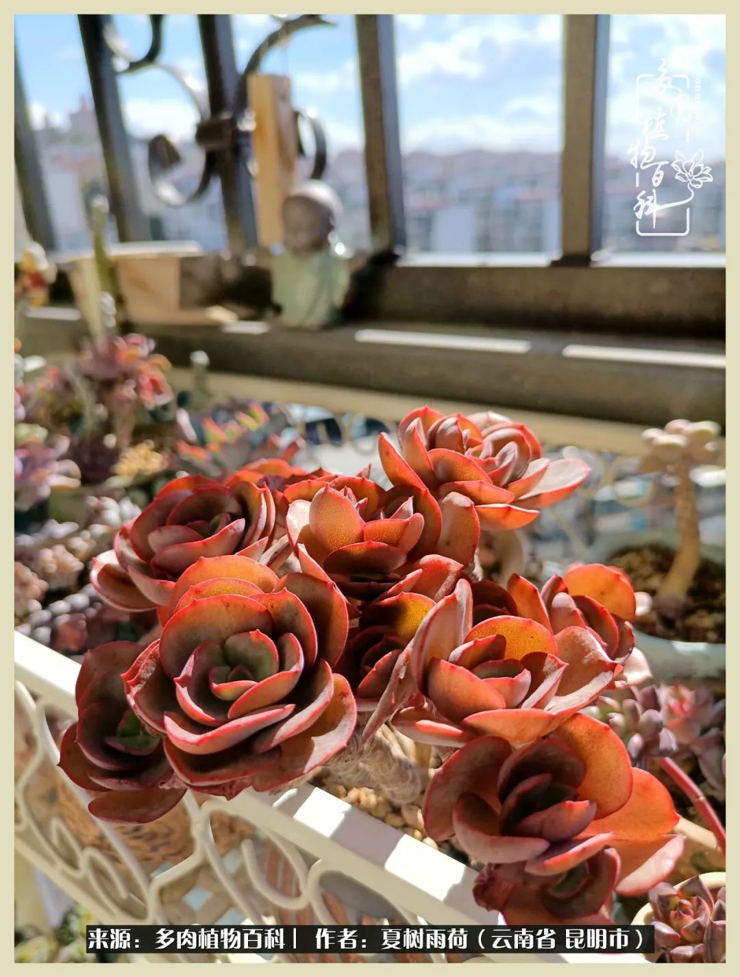 自从养了多肉有了窗台想要个阳台,养多肉10年多