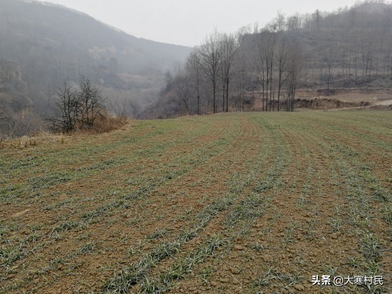 想象春天,想象中的春天