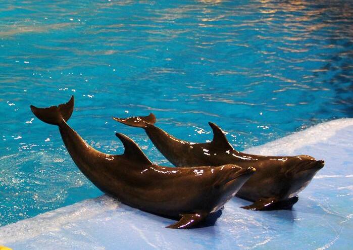 北京海洋馆亲子套票两大一小,北京海洋馆里面的儿童乐园