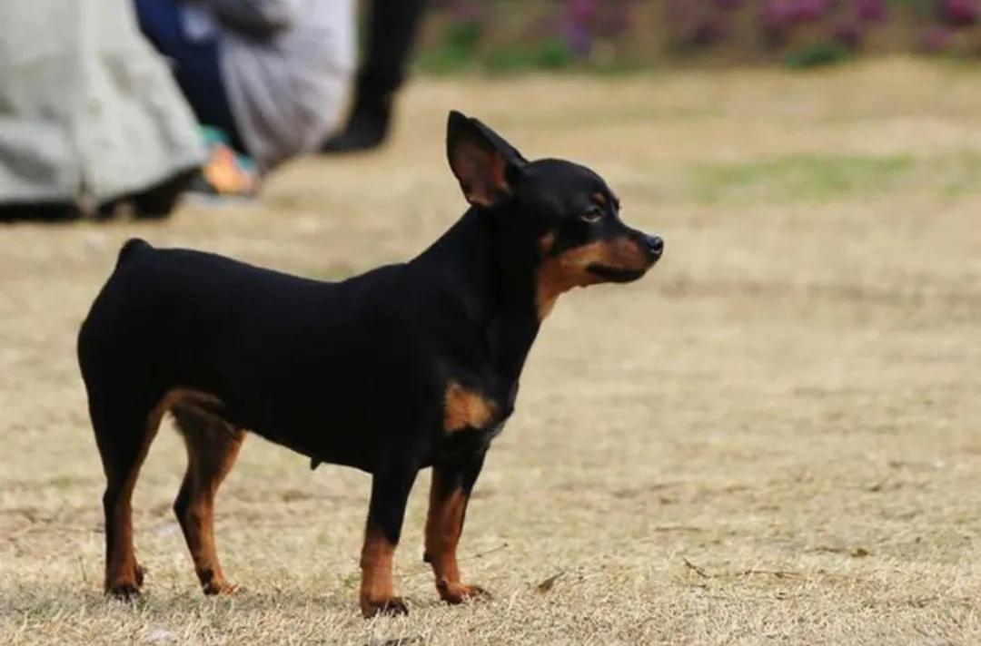 狗狗没有地方养了，怎么办？