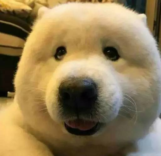 给萨摩耶犬剃毛,给萨摩耶剃毛怎么才能让它不动