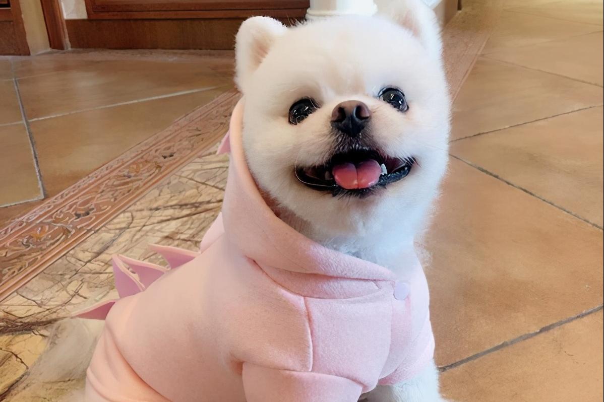 博美犬有几个色,博美犬的七个特征