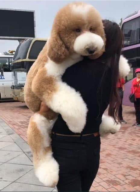 家里边养的巨型泰迪,养巨型泰迪什么体验最好