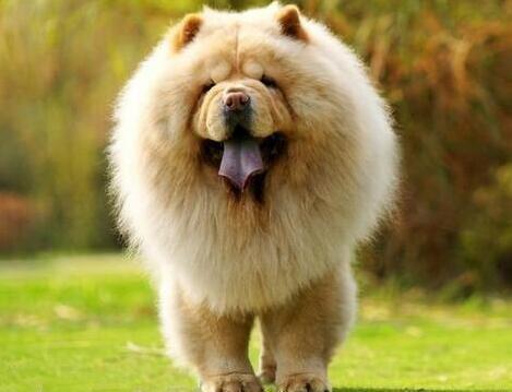 为什么松狮犬很少有人养,松狮犬为啥不建议养了呢