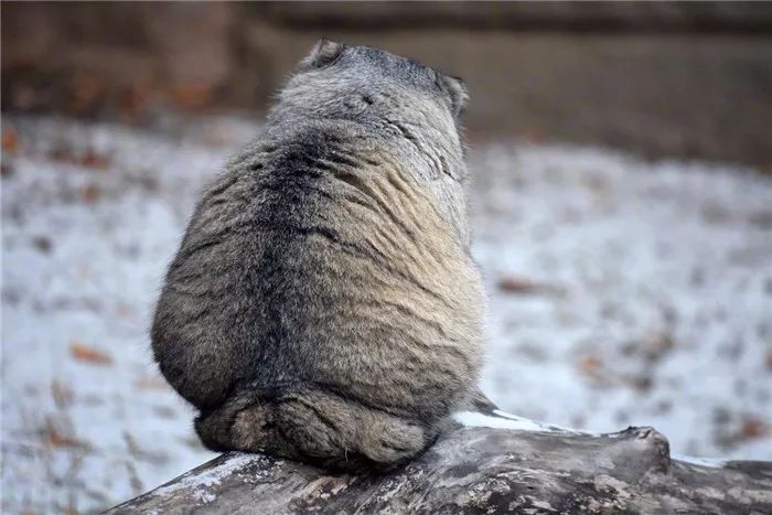 游客雪天遇见兔狲，活像一枚糖霜面包，胖乎乎坐在一旁怀疑喵生！