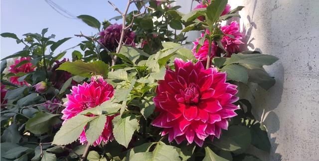 养花土壤消毒的最好方法,养花土壤如何消毒杀菌杀虫