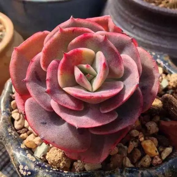 多肉早安图片大全,多肉大全100图