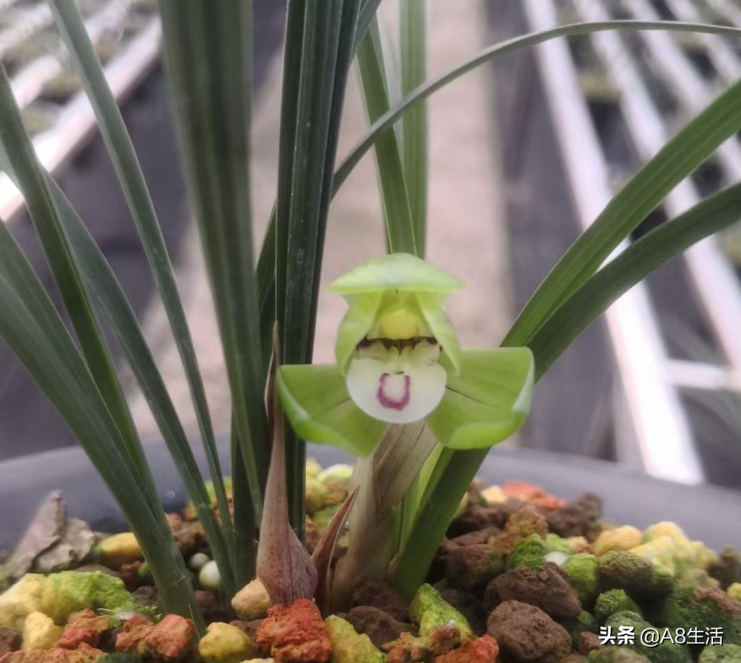 每日一品中国兰花图片,每日一品全文