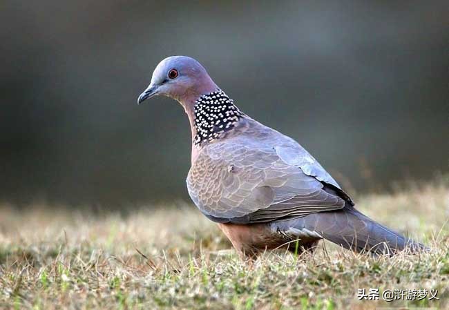 常见但是说不出名字的动物,六种不常见的鸟