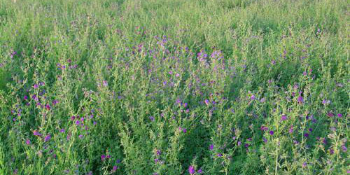 发酵饲料配方公式,发酵饲料国家标准