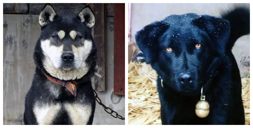 中华田园犬有什么特点,中华田园犬为什么现在越来越少了