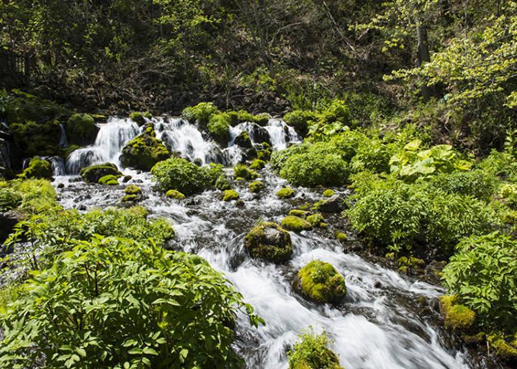 探访北海道的美妙大自然！新雪谷·羊蹄山区域的必访绝美景点