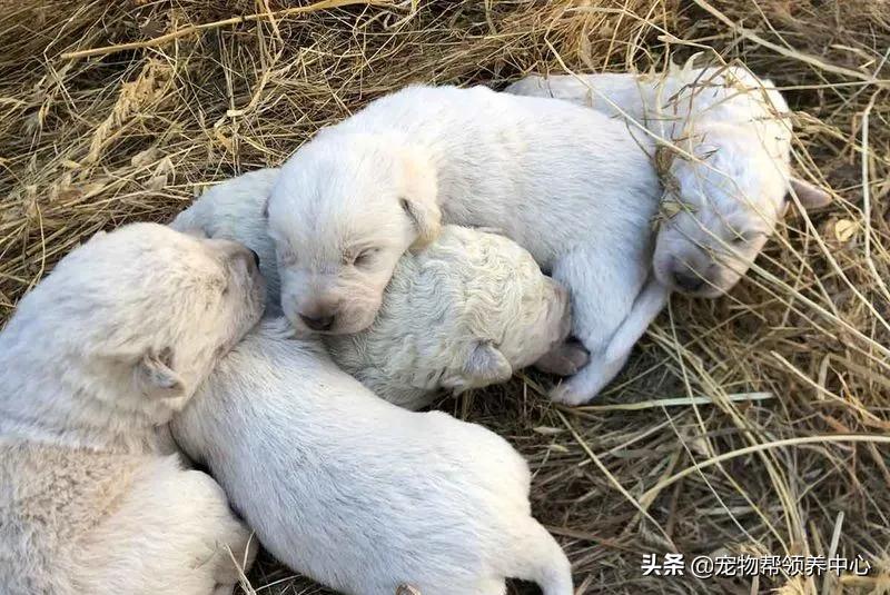 幼犬粪便里有毛发正常么,幼犬出生到满月毛色怎么变了