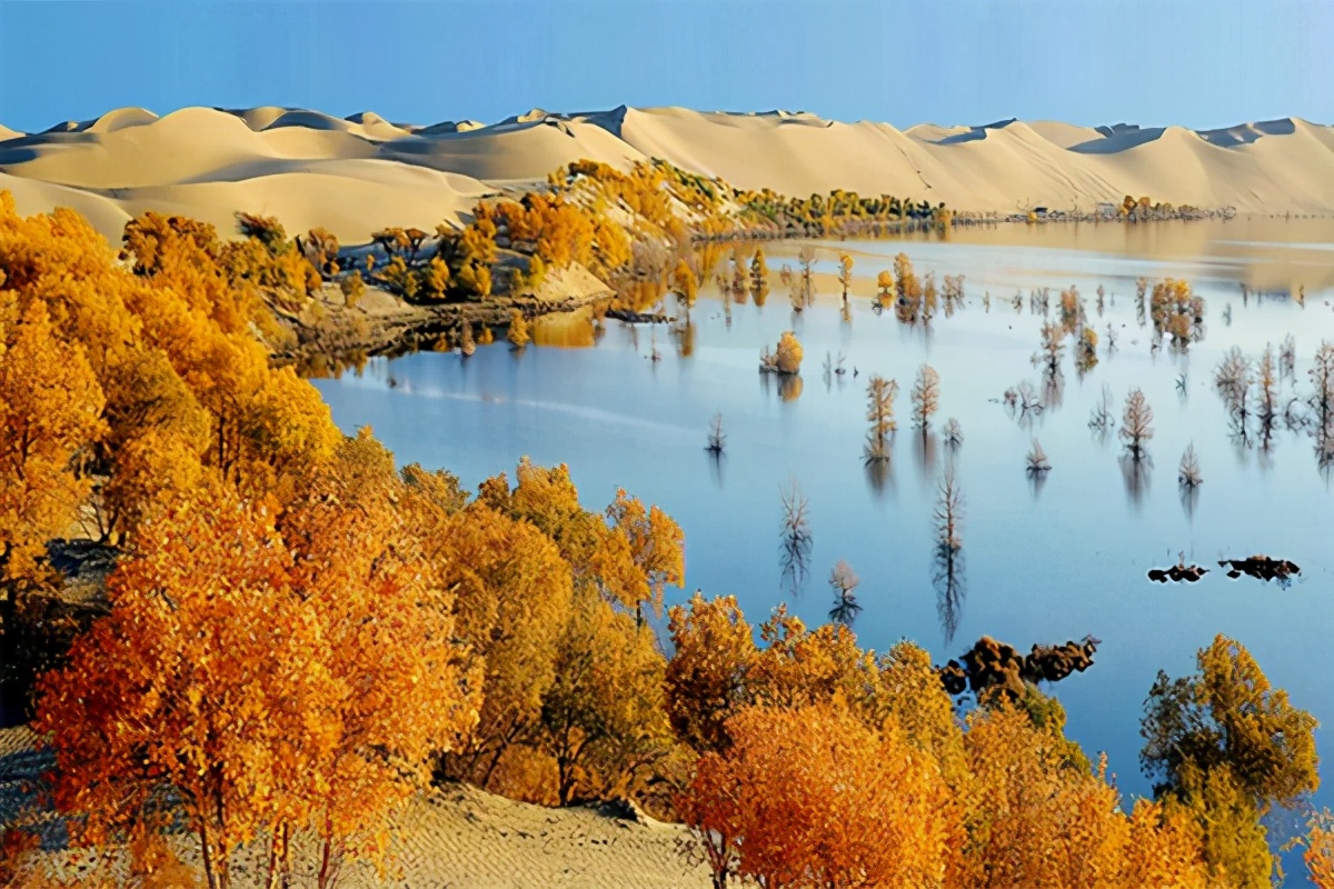 艺术家朗诵不朽的胡杨,千年不朽的胡杨