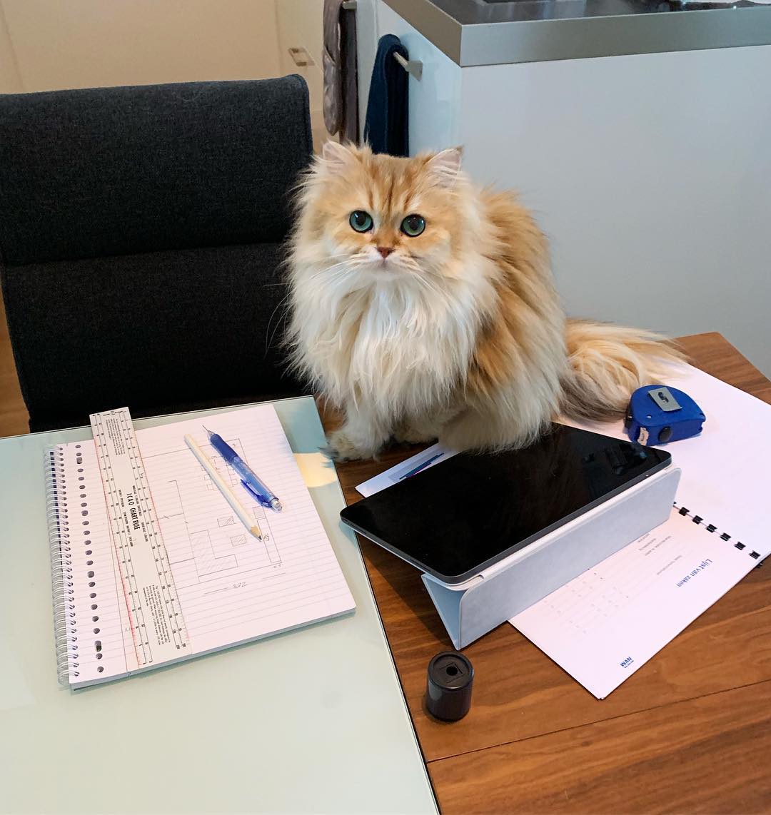 辟谣猫咪并非黑夜都能看得清,辟谣猫咪背锅谣言