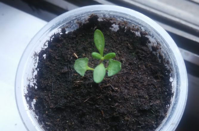 如何种薰衣草种子,你知道薰衣草吗